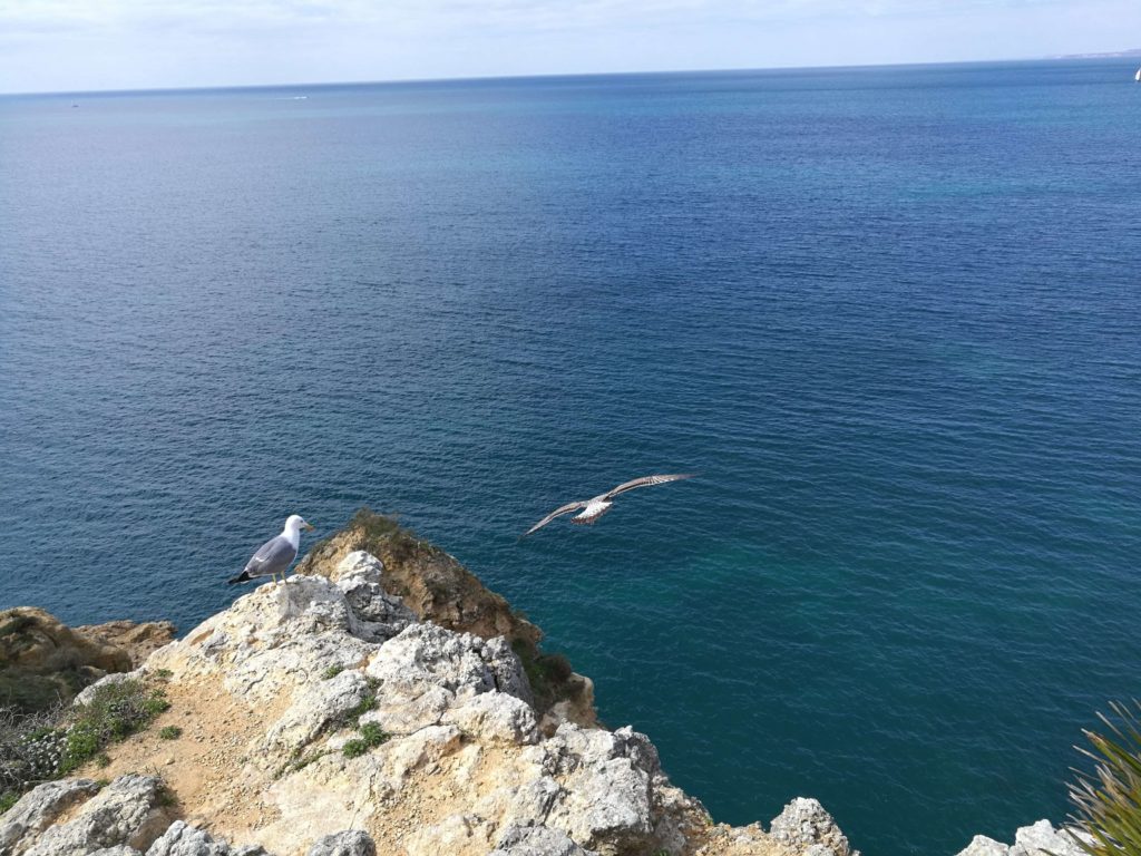 birds in Algarve